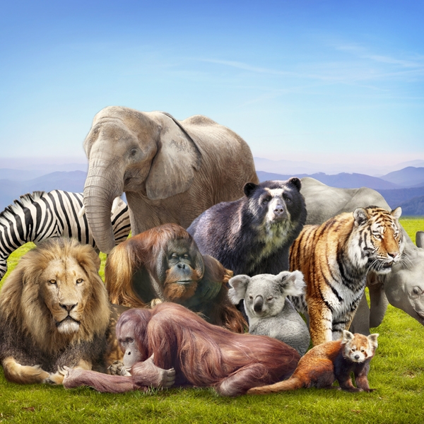 4303.jpg Fotomural animales