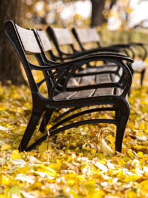 Fotomural bancos en otoño