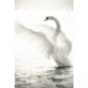 Fotomural cisne