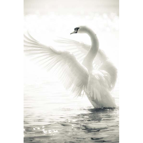 Fotomural cisne