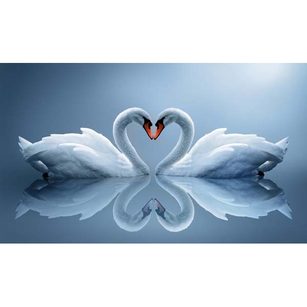Fotomural cisnes corazón