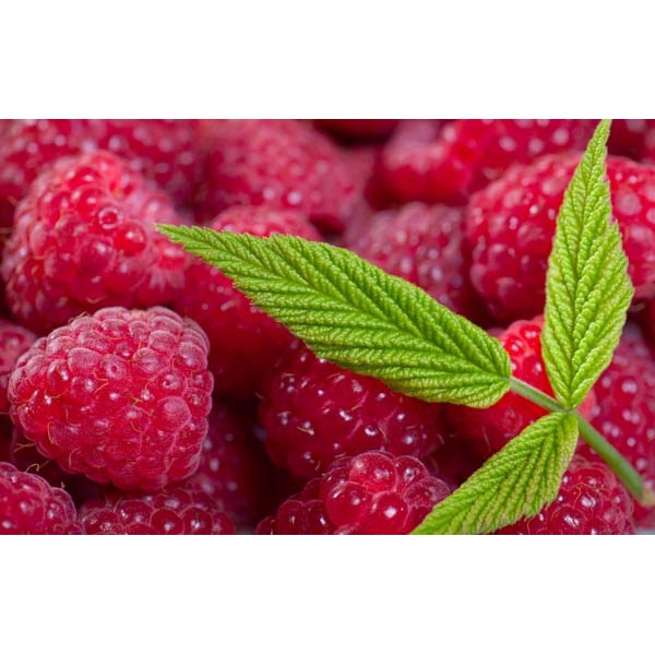 Fotomural frambuesas