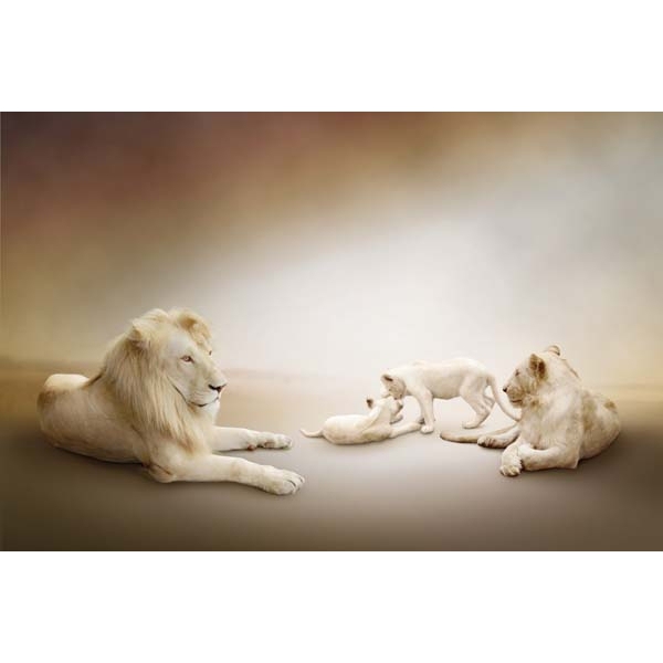 Fotomural leones albinos