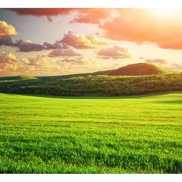 Fotomural prado verde