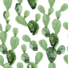 pp25 Papel pintado cactus
