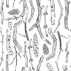 pp5 Papel pintado branches